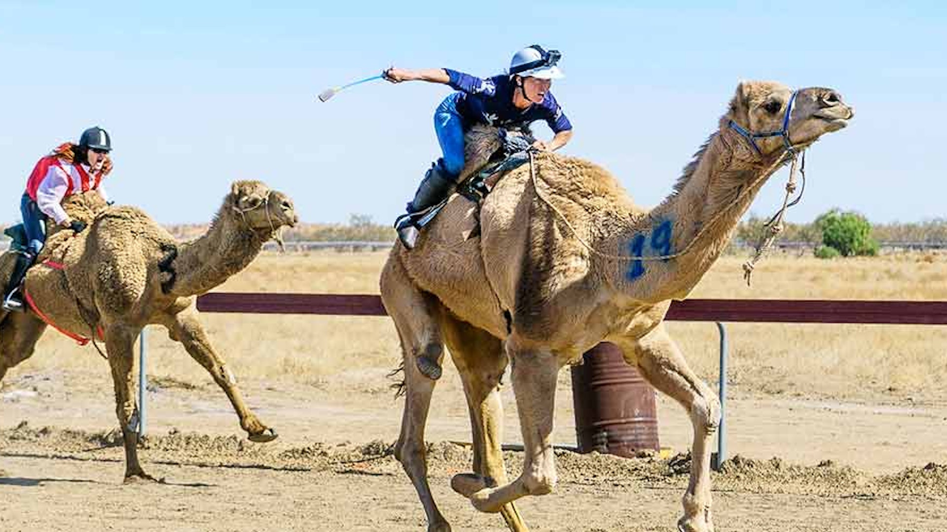 Where to Spot a Camel When Travelling Outback Queensland Redearth